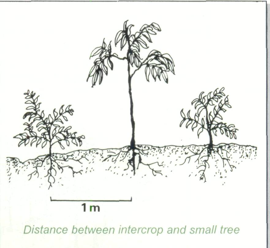 4.4 Annual crops and intercropping